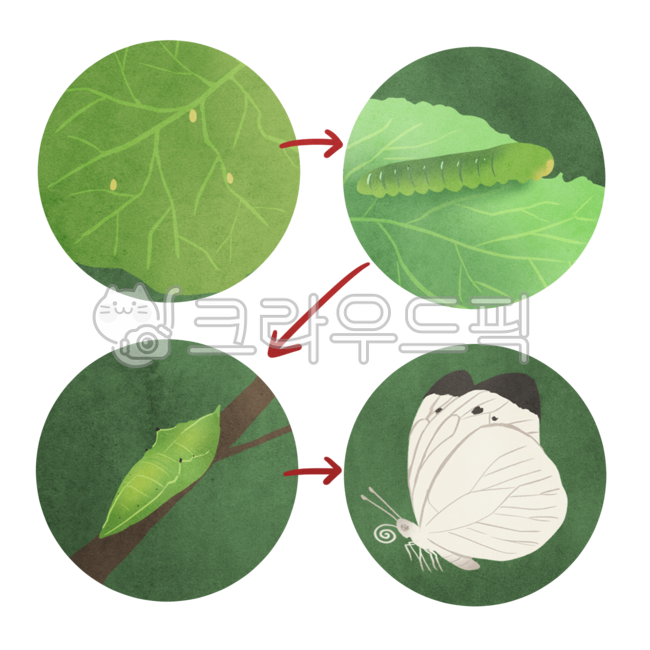 One year old,growing,ecosystem,butterfly,insect,life