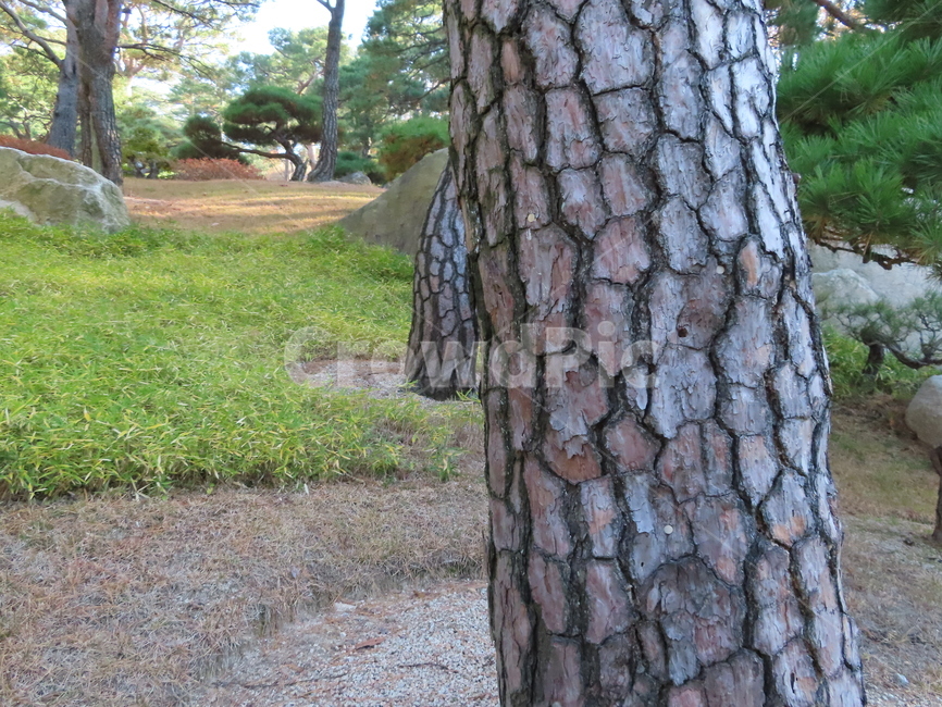소나무,화담숲,경기도광주,나무껍질,나무,자연,풍경,nature,landscape,tree,tree trunk,나무 줄기,plant,식물