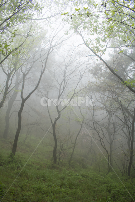 weather,날씨,nature,자연,fog,mist,옥외,outdoors,새벽,안개숲,안개,공원,숲,경관,신비,환상적인,습도,자연,풍경,nature,landscape