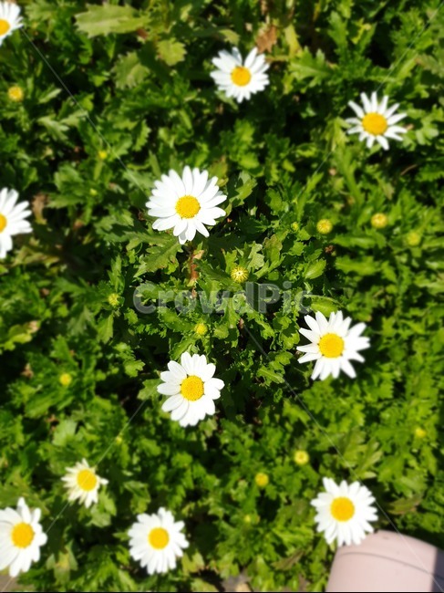 데이지꽃,흰색꽃,봄꽃,봄,초록이,식물,자연,plants,nature,꽃,flower