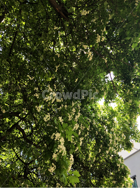 식물,나무,자연,낮,꽃,잎,나뭇잎,하얀꽃,작은꽃,초록,하얀색,풍경,정오,plant,tree,햇빛,햇살,식물,자연,plants,nature