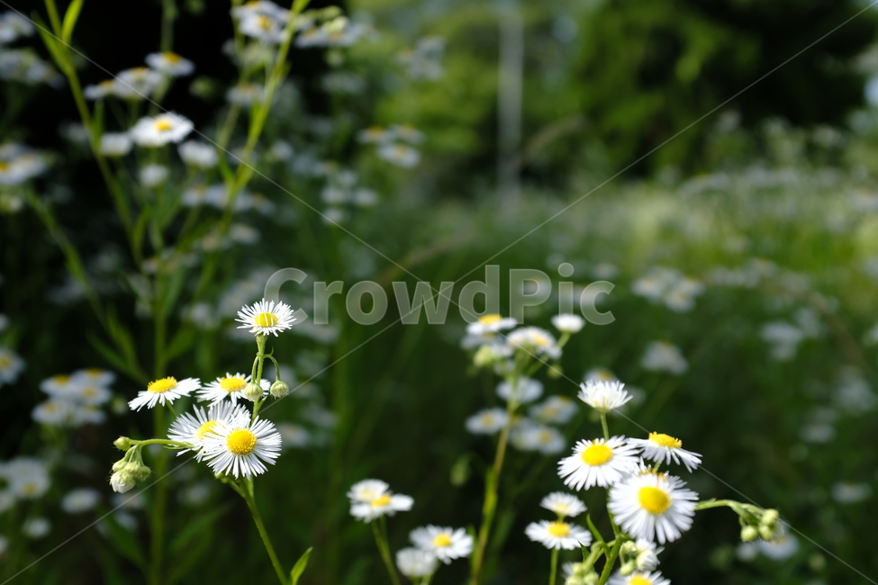꽃,식물,자연,flower,감성,season