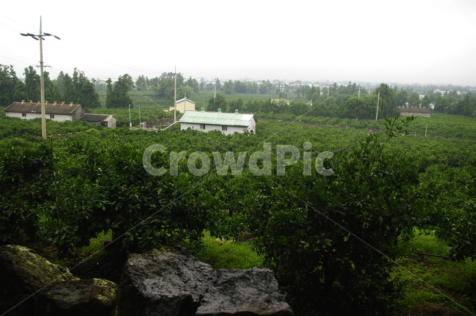 제주,감귤농장,감귤나무,감귤,나무,식물,제주도,jeju,jeju island,시골,마을,풍경,landscape,country,rural,town,outdoors,옥외,nature,자연