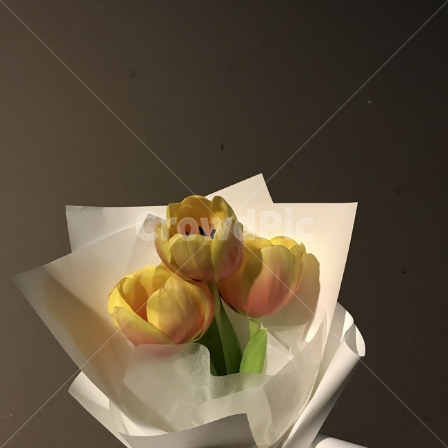 망고튤립,튤립,꽃,플라워,꽃세송이,식물,자연,plants,nature,꽃,flower