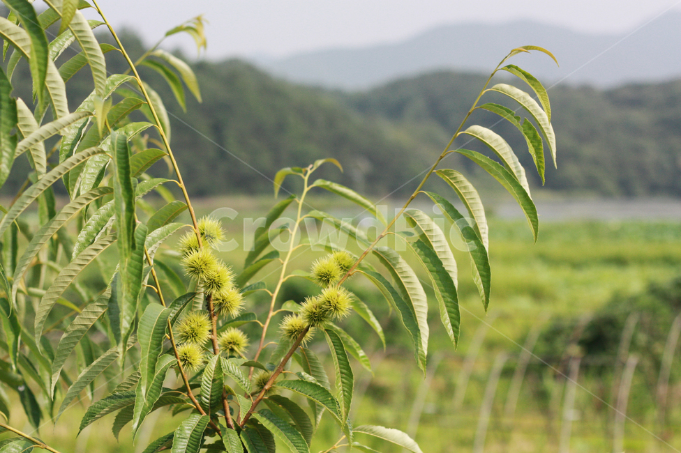 여름,summer,나무,밤나무,열매,밤,시골,rural,식물,plant,귀농,농촌,nature,자연,풍경,논,밭,논밭,산,한국배경,backgrond,백그라운드,town,country