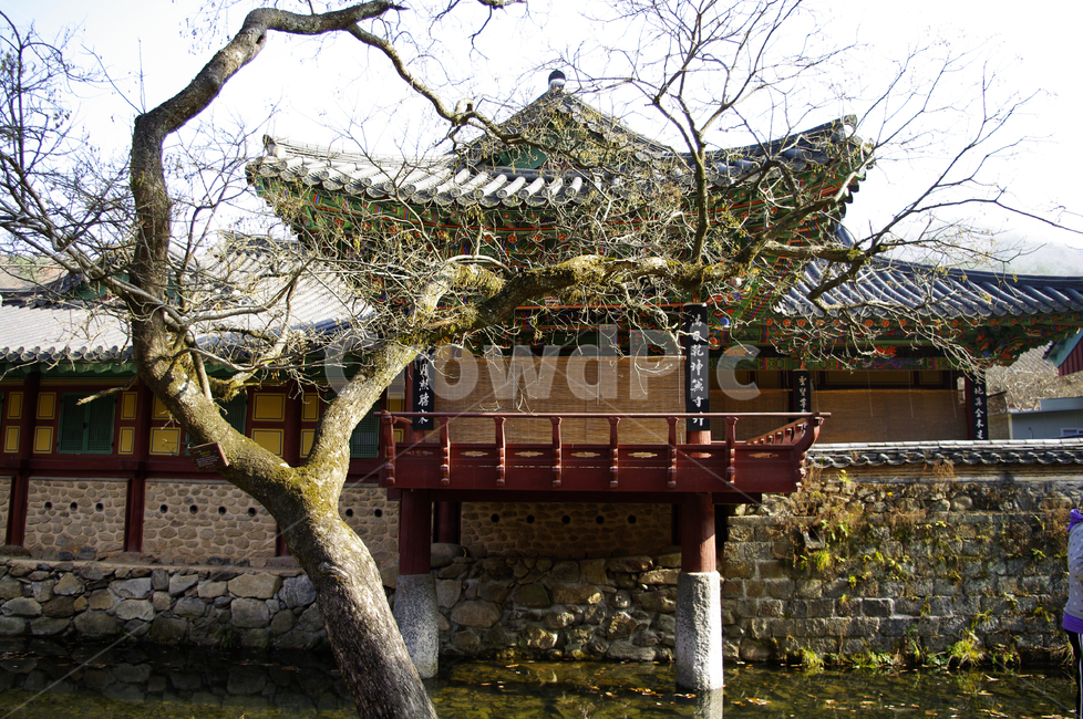 송광사,전각,한국,사찰,나무,식물,plant,한국전통,한국문화,korean traditional,korean culture,건축물,건물외관,exterior,building,structure,architecture,construction