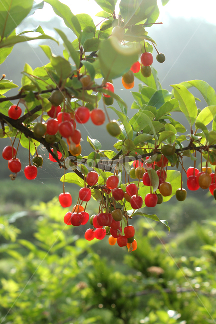 branch,bush,cherry,closeup,열매,과일,식물,나무,정원,그린,녹색,잎,나뭇잎,잎사귀,자연,elaeagnus,elaeagnusumbellata,fresh,fruit,fruits,garden,green,leaf,natural,nature,oleaster,oliveberries,plant,ripe,가지,나뭇가지,보리수,보리수나무,잘익은,익은,shrub,tree,umbellata,레드,빨강,빨강색,red,식물,자연,plants,nature,과일,열매,fruit