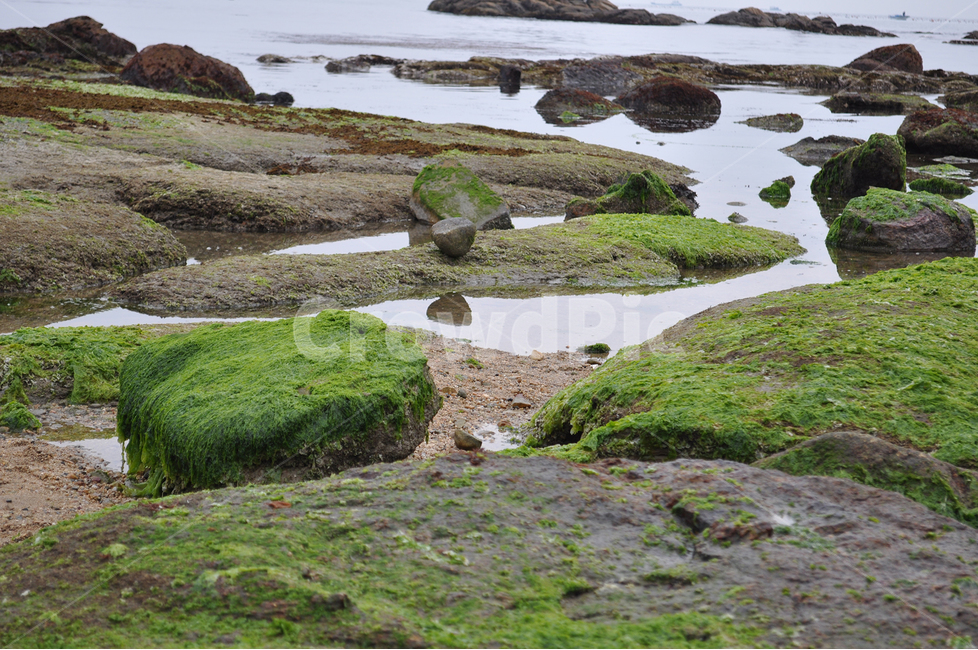 plant,식물,moss,이끼,algae,조류,바다,바위,해초,자연,풍경,nature,landscape