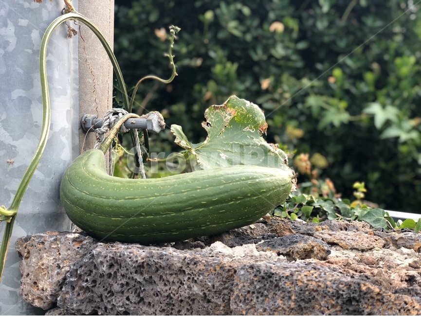 수세미오이,수세미,식물,담벼락,현무암,전봇대,plant,야생,자연,과일,열매,fruit
