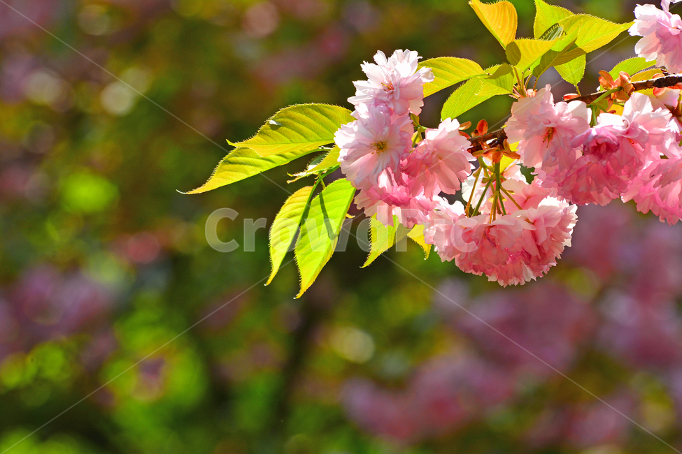 벚꽃,겹벚꽃,봄꽃,나무꽃,분홍색,핑크색,보케,빛망울,플레어,배경,바탕,백그라운드,접사,클로즈업,시즌,계절,plant,식물,봄,계절,spring,season
