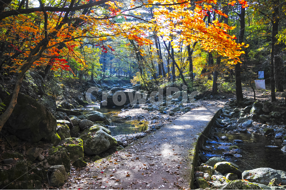 단풍,가을,치악산,계곡,나무,산행,가을,계절,fall,autumn,season,자연,풍경,nature,landscape,한국자연풍경,한국자연경관,korea nature landscape,water,물,outdoors,옥외