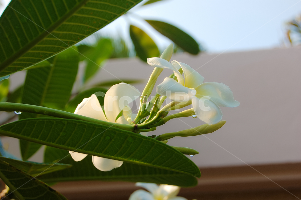꽃,자연,접사,힐링,신선함,안식처,season,plants,nature,flower,sensible,feeling,색깔,색상,색채,색감,colorsense,colorsensitivity,feelingofcolor,감성,평온함,느낌,휴식,koreanature,landscape