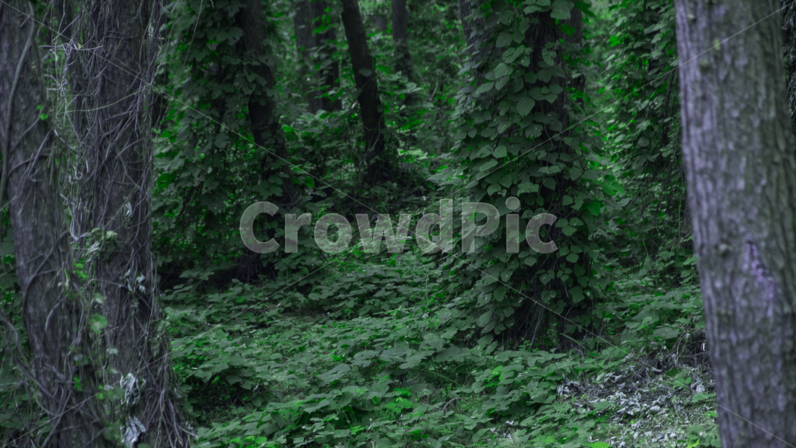 vegetation,초목,plant,식물,tree,옥외,outdoors,나라,land,나무,nature,자연,woodland,삼림지,숲,forest,자연,풍경,nature,landscape,나무,trees,wood