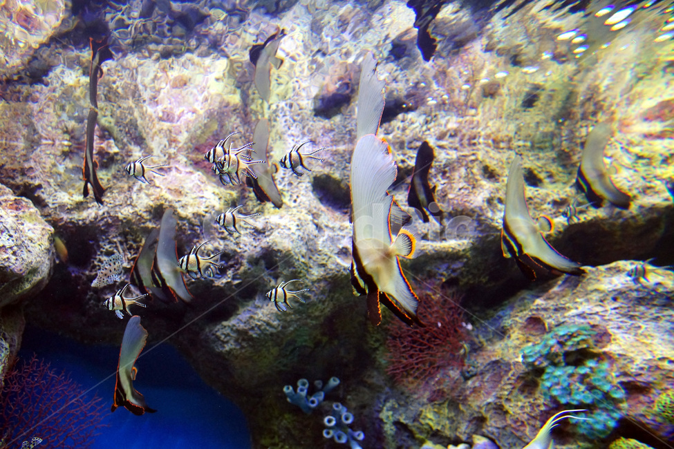 물고기,수족관,아쿠아,물,유리,fish,aquarium,aqua,water,glass,동물,animal,어류,물고기,fish