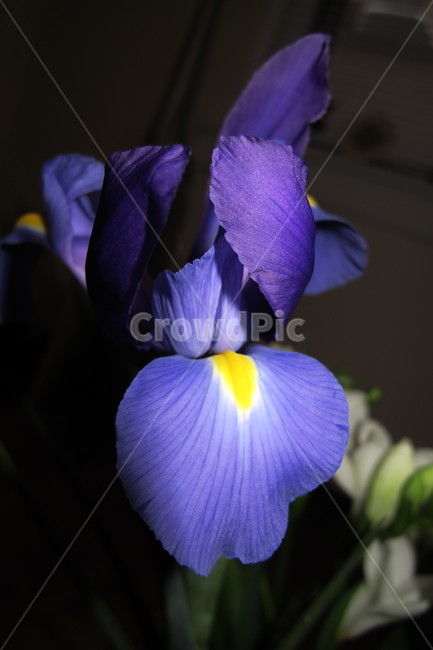 꽃,아이리스,식물,flower,iris,plant,blossom,nature,식물,자연,plants,nature,꽃,flower
