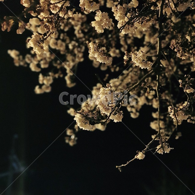 plant,식물,밤,벚꽃,봄,blossom