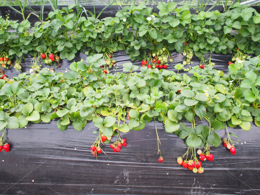 plant,식물,딸기,strawberry,딸기밭,딸기농장,farm,strawberryfarm,과일,fruit,과일,열매,fruit
