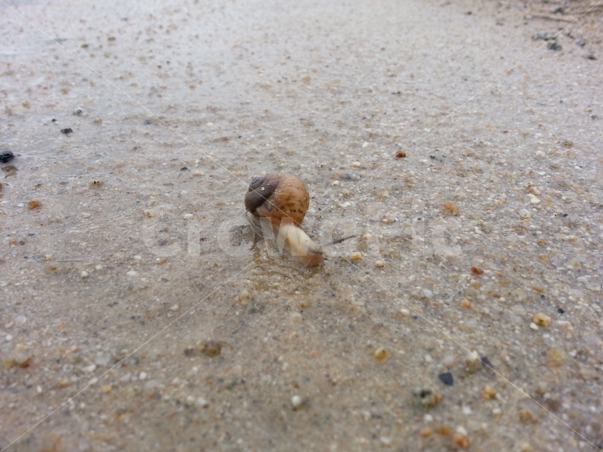 곤충,벌레,달팽이,insect,nature,자연,동물,animal,생명,축축한땅,젖은땅,비온후,비온뒤,기어가다,엉금엉금,느릿느릿,천천히,slow,슬로우,느림보,느림뱅이,느린,이동,움직임,move,접사,클로즈업,macro,closeup,snap,스냅,마크로,동물,animal