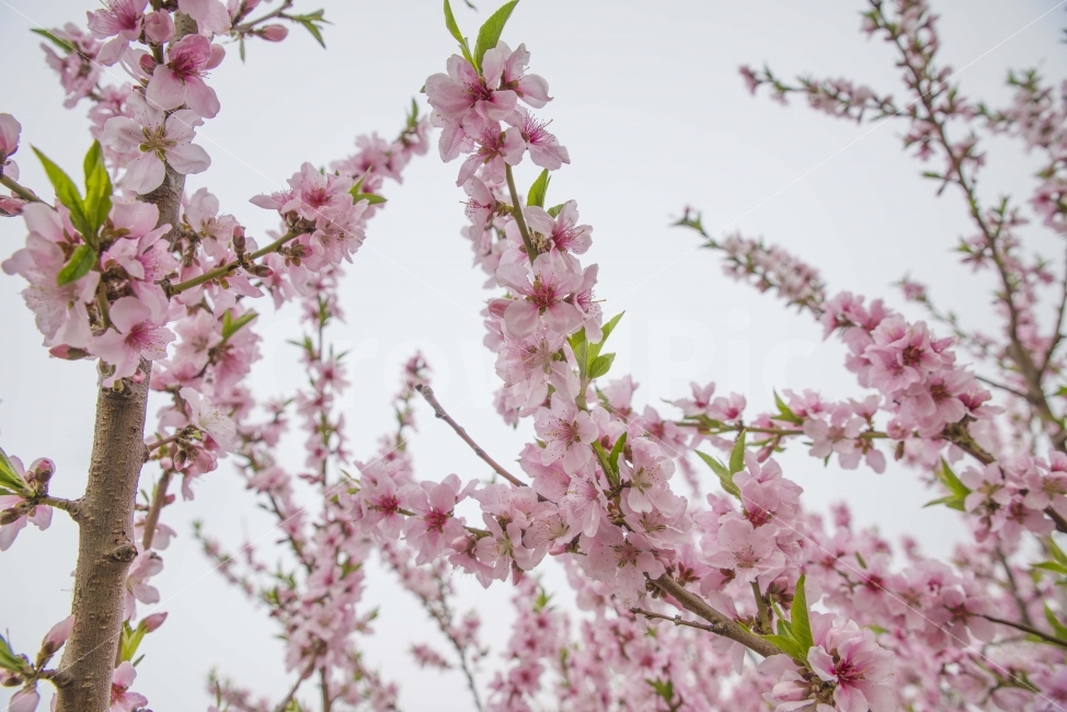 봄,봄꽃,복사꽃,복숭아꽃,핑크,식물,자연,plants,nature,봄,계절,spring,season,꽃,flower,plant,blossom