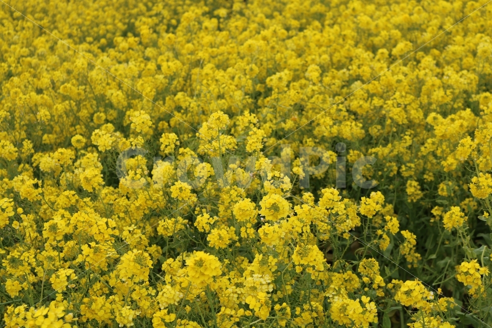 유채꽃,유채,꽃,꽃밭,제주도,봄,계절,spring,season,식물,자연,plants,nature,꽃,flower,field,들