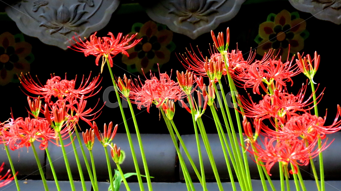 식물,꽃,건축물,가을,계절,식물,자연,plants,nature,꽃,flower