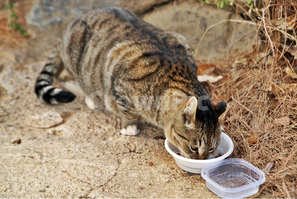 고양이,야옹이,길냥이,식사,사료,태비,줄무늬,동물,포유류,동물,animal,포유류,mammal,고양이,cat,kitten,kitty