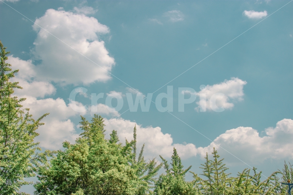 하늘,구름,나무,맑음,감성,색감,느낌,자연,풍경,nature,landscape,감성,sensible,feeling,weather,날씨,outdoors,옥외,tree,plant,식물,sky,cumulus,적운,cloud