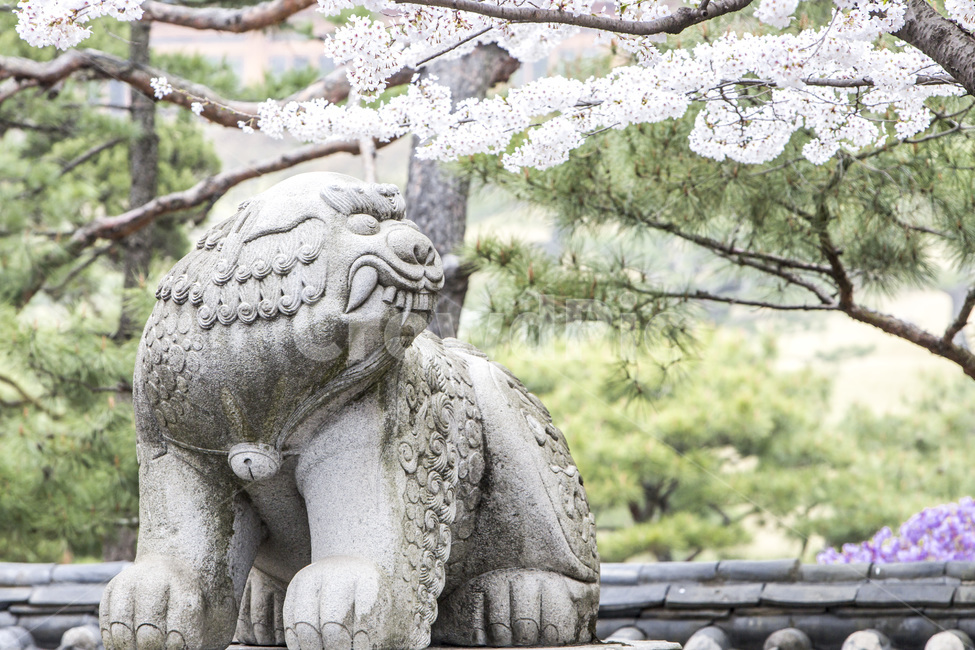 벗꽃,풍경,해태상,조형물,석상,봄,봄,계절,spring,season,한국전통,한국문화,korean traditional,korean culture,조각상,동상,석상,조형물,statue,bronze statue,stone statue