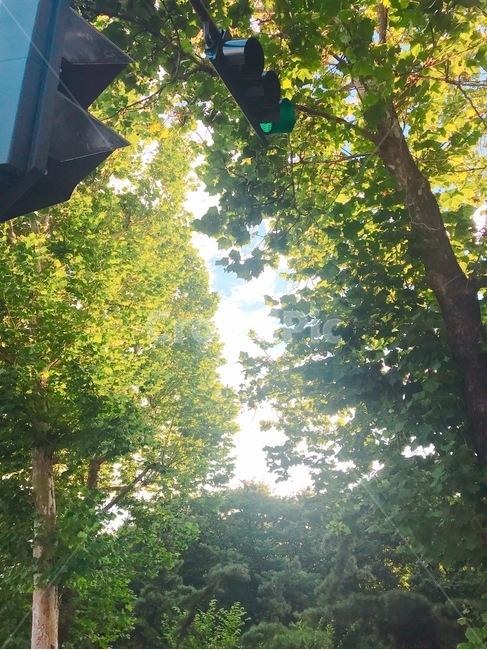녹색,green,식물,신호등,자연,signallight,landscape,나무,풍경,자연,풍경,nature,landscape,light,빛,flare,플레어