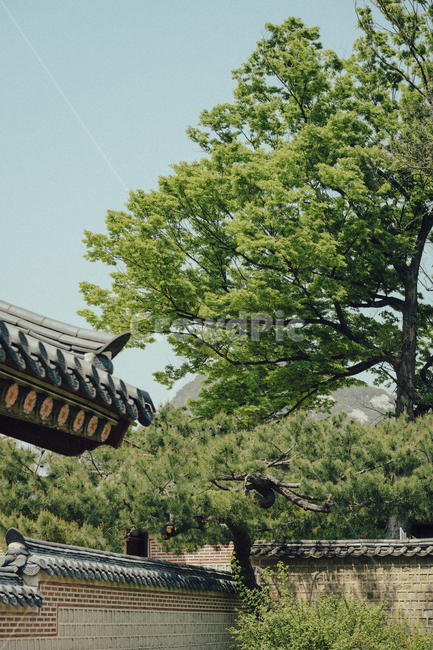 고궁,나무,경복궁,궁,처마,궁궐,조선,한국문화,palace,koreanculture,traditional,한국전통,한국문화,korean traditional,korean culture,건축물,건물외관,exterior,building,structure,architecture,construction
