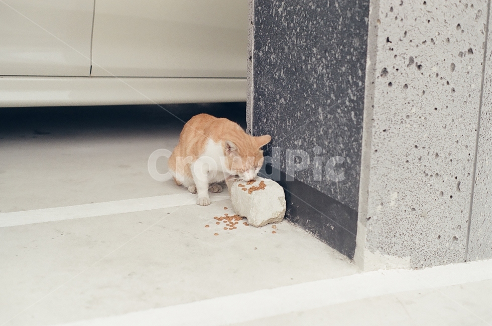 귀여움,야옹,반려동물,cats,mammals,animals,cute,meow,pets,mammal,포유류,cat,고양이,pet,abyssinian,동물,animal,아비시니안,manx,동물,animal,포유류,mammal,고양이,cat,kitten,kitty
