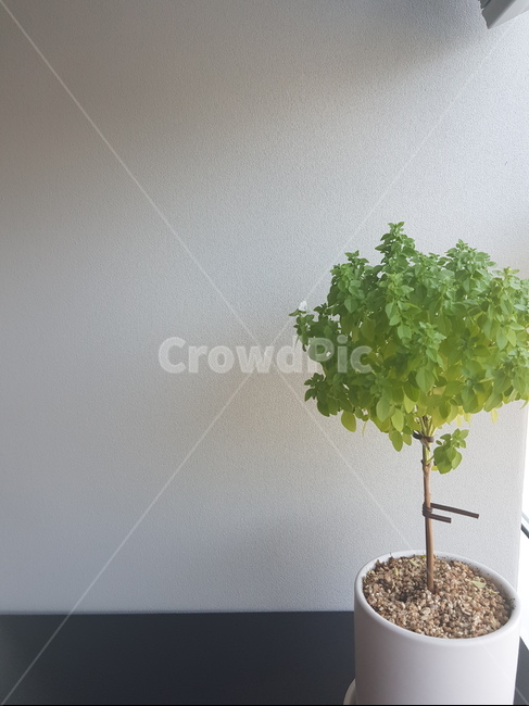plant,식물,tree,나무,화분,초록잎,동그란나무