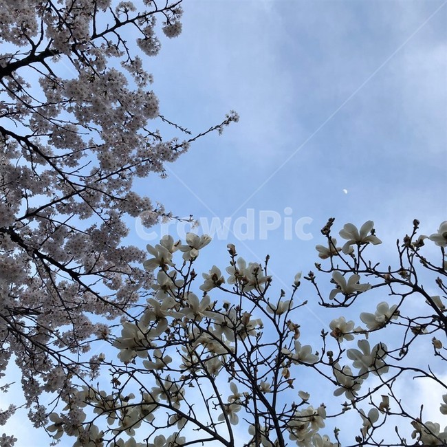 봄,꽃,풍경,하늘,달,해,밝음,맑은하늘,맑음,벚꽃,목련,꽃잎,나무,파란,하얀