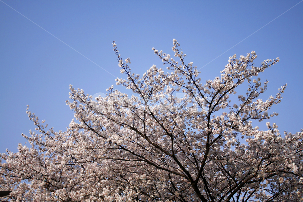 blossom,tree,twigs,flowering,buds,cherry blossom,branch,petals,flower
