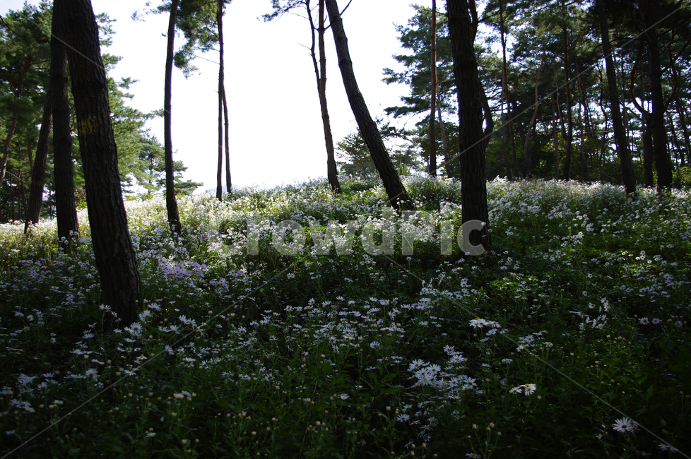나무,숲,구절초,꽃,풍경,식물,flower,plant,tree,tree trunk,나무 줄기,vegetation,초목