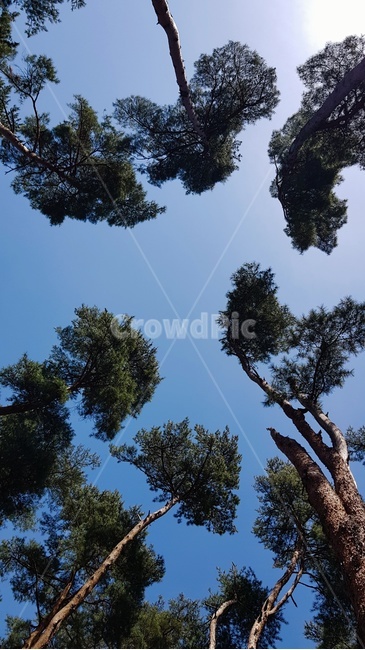 소나무,상록수,허균생가,숲,소나무숲,자연,풍경,nature,landscape,tree,나무,plant,식물