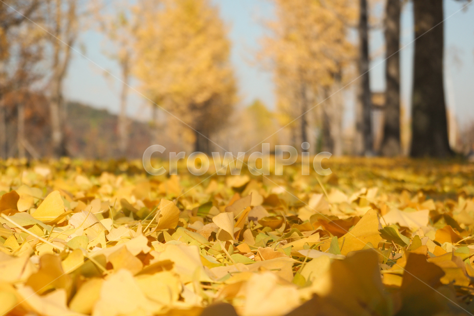 강천섬,자연,풍경,gangcheonisland,gangcheon,은행나무,노랑,단풍,낙엽,ginkgo,yellow,tree,autumnleaves,가을,autumn,fall,fallenleaves,가을,계절,fall,autumn,season,plant,식물,leaf,잎,ground,바닥,나무