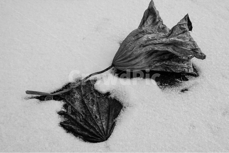 겨울,얼음,눈,흰눈,연밭,연잎,동장군,영하,기온,겨울,계절,winter,season,흑백,모노톤,monochrome,black and white