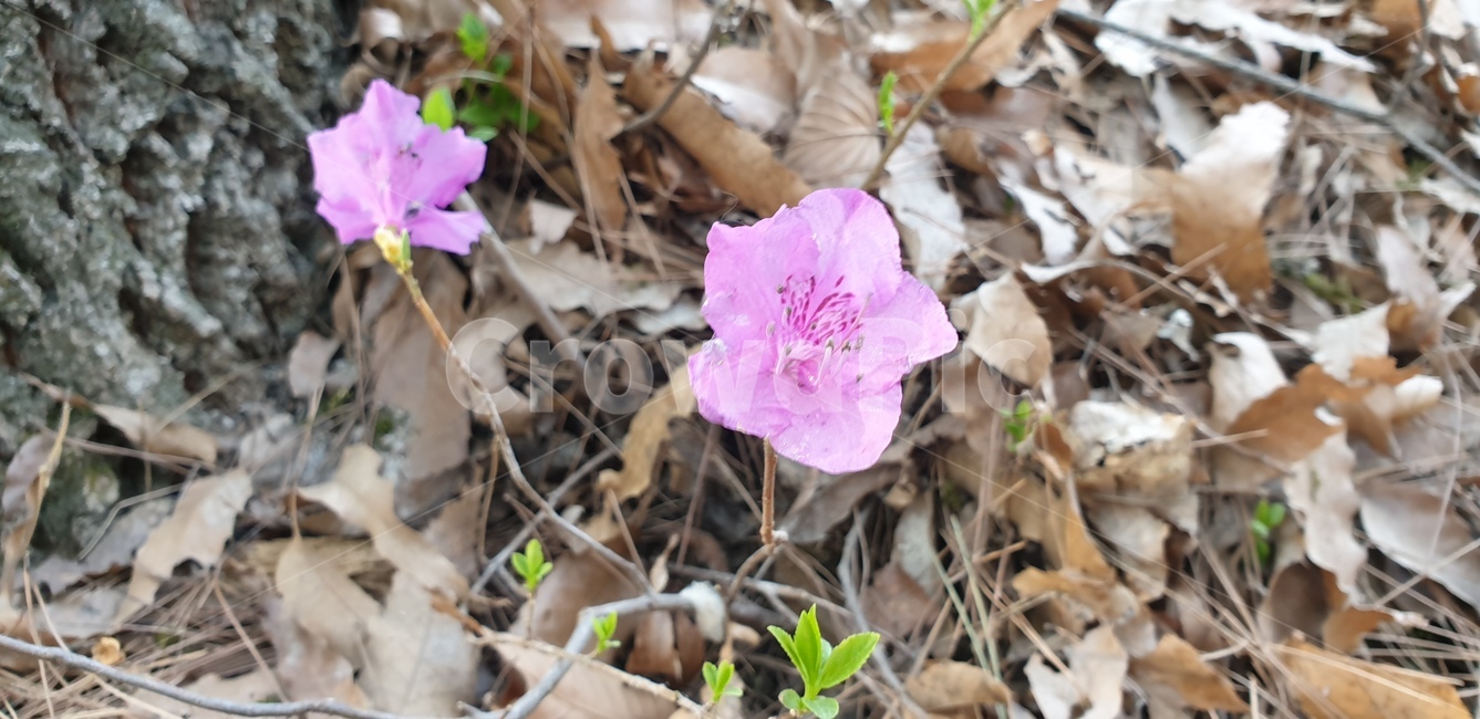 진달래,진달래꽃,꽃,식물,봄꽃,plant,flower,분홍색