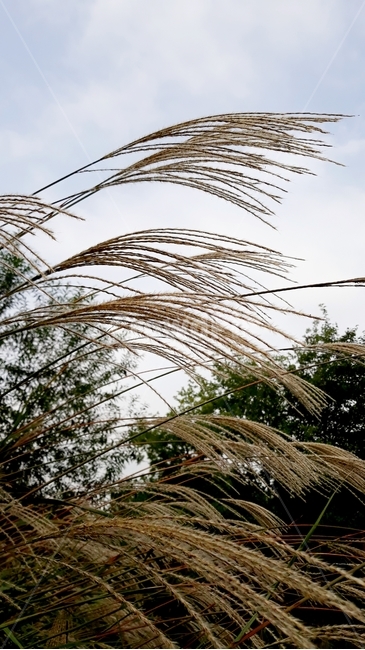 갈대,잔디,식물,lawn,가을,가을,계절,fall,autumn,season,식물,자연,plants,nature,grass,plant,reed