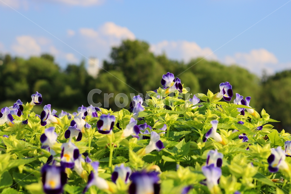 토레니아,꽃,토레니아꽃,식물,여름,가을,현삼과,꽃밭,식물,자연,plants,nature,꽃,flower