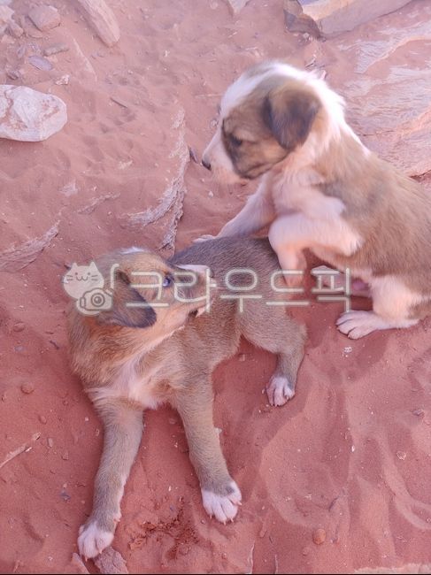 pupppy,red sand,cute,Native,Middle East,dogs,bowwow,mutt,Jordan,wadirum,nature,countryside,Arab,sibling,puppy,shit,animal,desert,pet dog,dog,wild,arab