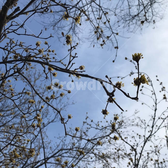 봄,가을,하늘,맑음,나무,맑은하늘,가을하늘,푸른,꽃나무,식물,자연,풍경,sky,tree
