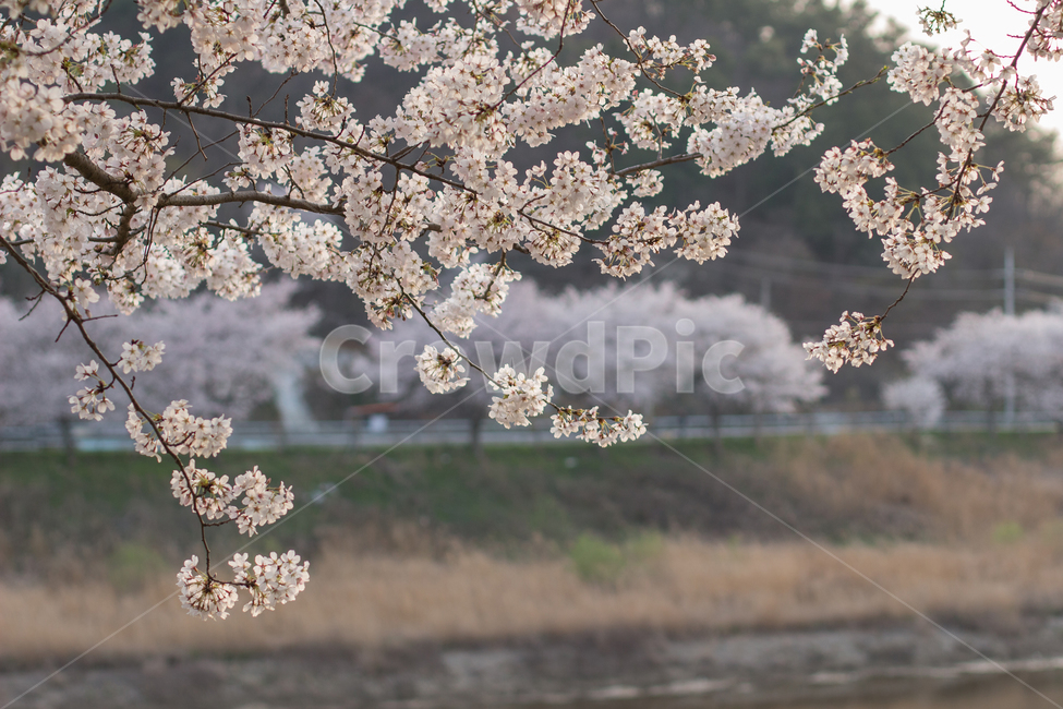 벚꽃,벚꽃놀이,풍경,봄,봄꽃,봄풍경,한국풍경,자연,봄,계절,spring,season,식물,자연,plants,nature,꽃,flower,plant,blossom,cherry blossom