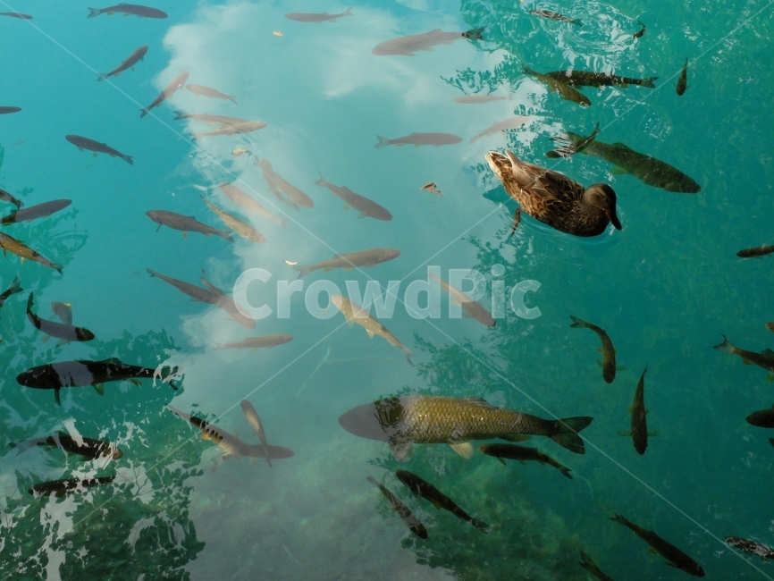 자연,풍경,크로아티아,플리트비체,plitvice,동물,animal,조류,새,birds,어류,물고기,fish