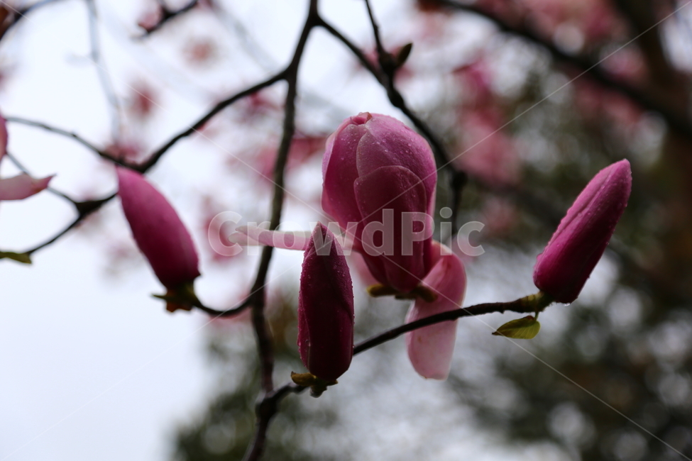 꽃,자목련,봄,천리포수목원,목련꽃,봄,계절,spring,season,식물,자연,plants,nature,꽃,flower,plant,geranium,제라늄,blossom,petal,꽃잎