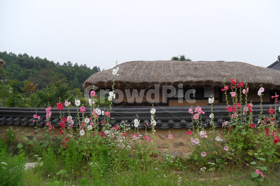 무섬마을,접시꽃,초가집,꽃,초여름,한국전통,한국문화,korean traditional,korean culture,건축물,건물외관,exterior,building,structure,architecture,construction