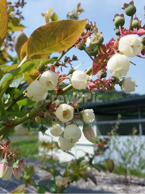 꽃,블루베리,식물,봄,흰꽃,하얀,식물,자연,plants,nature,꽃,flower