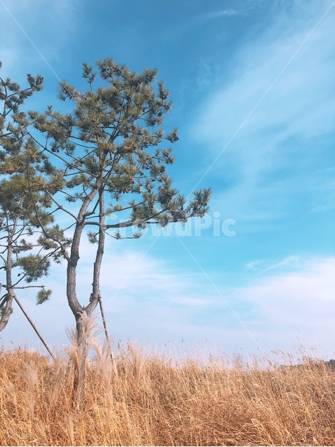 가을풍경,갈대,가을하늘,청량감,하늘색