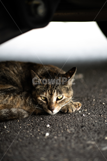 고양이,길고양이,길냥이,반려묘,반려동물,동물,색상,한가함,잔잔함,여유로움,고양이발,육괴,색감,감성